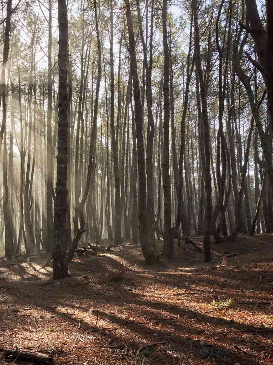 Sun shining through trees