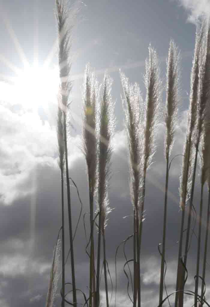 Sun showing through tall reeds